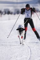 Lenk 2013